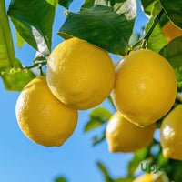 Nail & Cuticle Oil Collection